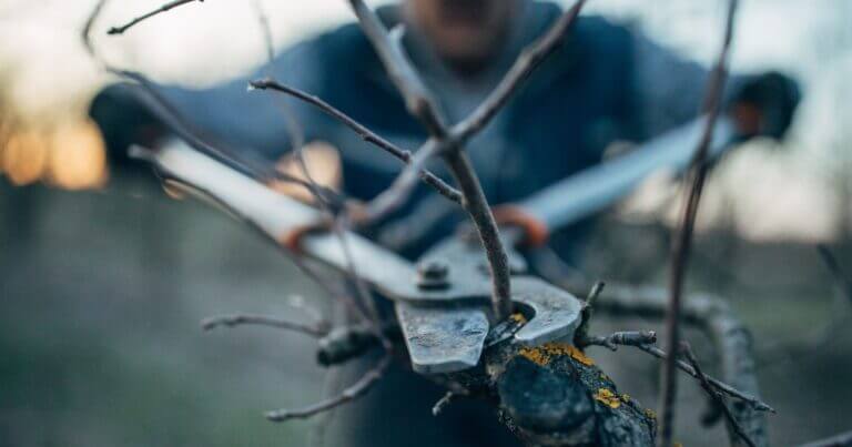 March Garden Checklist for Northern Gardeners