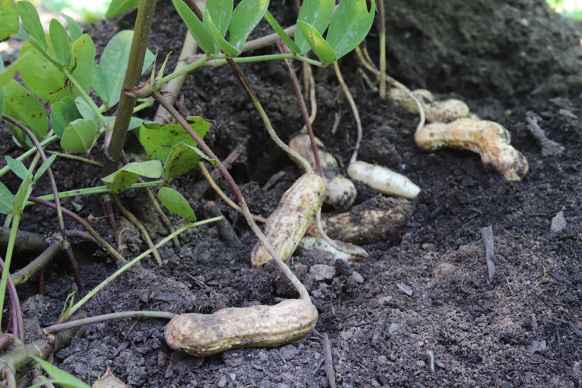 growing peanuts in the north? yep, you can. - minnesota state