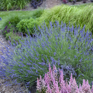 growing lavender in a border with other plants