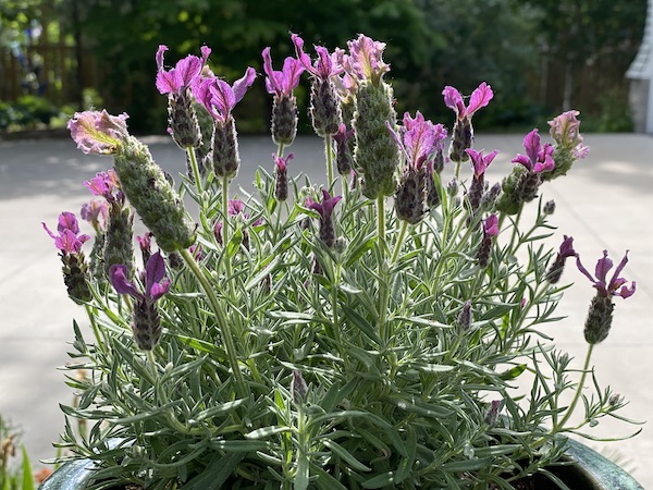 spanish lavender growing in a container