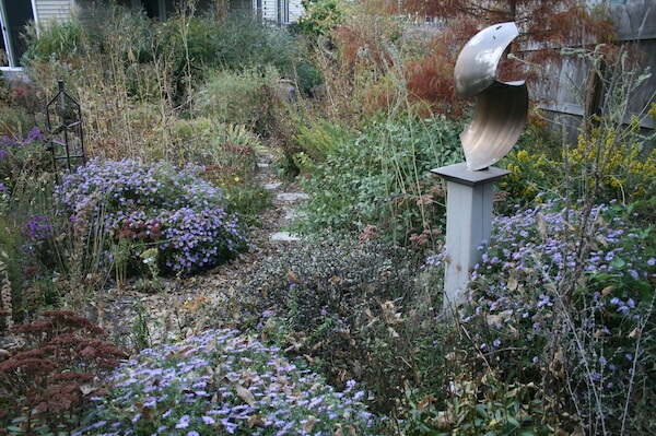 asters in bloom in lovely home garden 