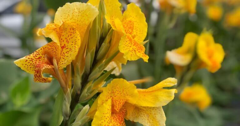 yellow canna