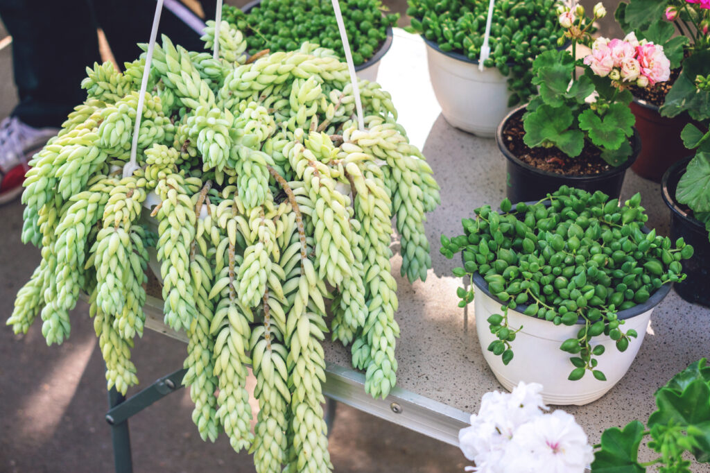 Burros-tail plant is an easy succulent to grow