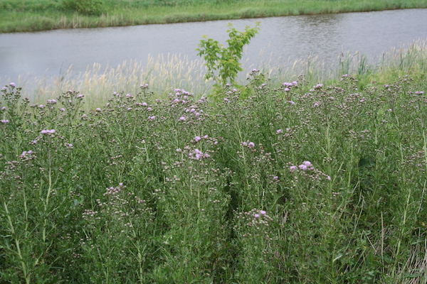 patch of canada thistle in Minnesota