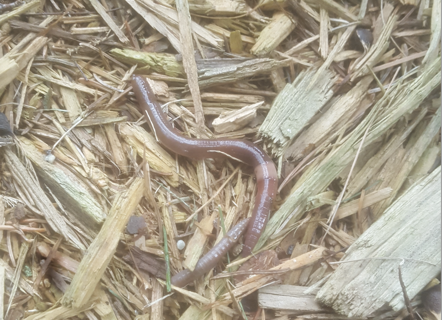 jumping worms in straw