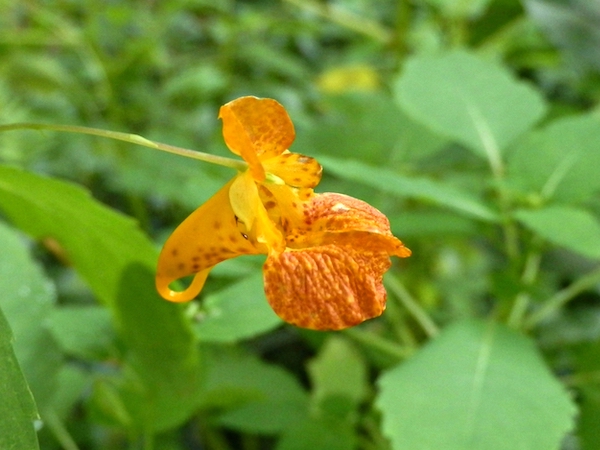 spotted jewelweed flower orange