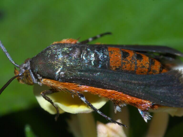 Squash Vine Borers What to Know Minnesota State Horticultural Society