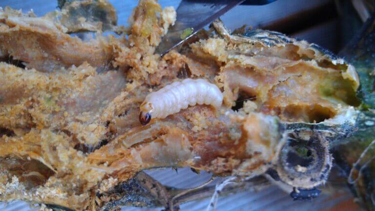 squash vine borer larvae
