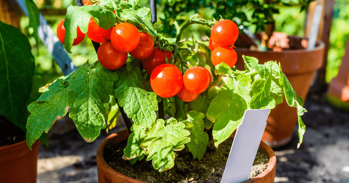 How to read a plant tag