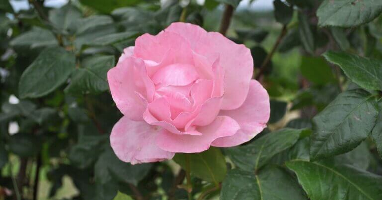 Close-up of a pink rose in a shrub