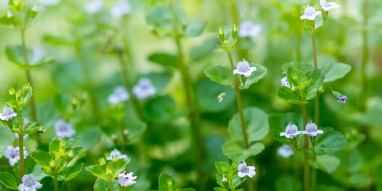 How to Deal with Creeping Charlie