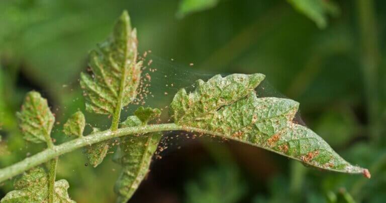 spider mites