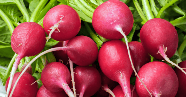 Plant Profile: The Humble Radish