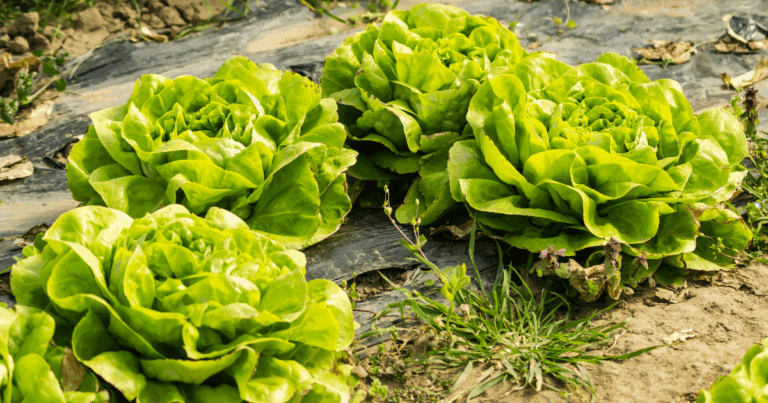 Grow lettuce longer