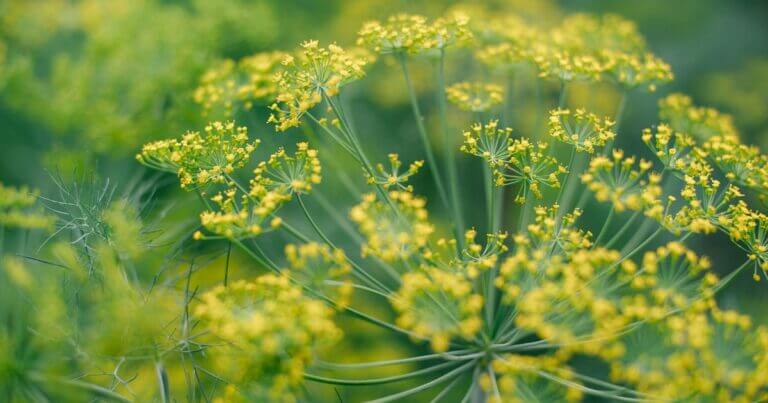 Plant Profile: Dill