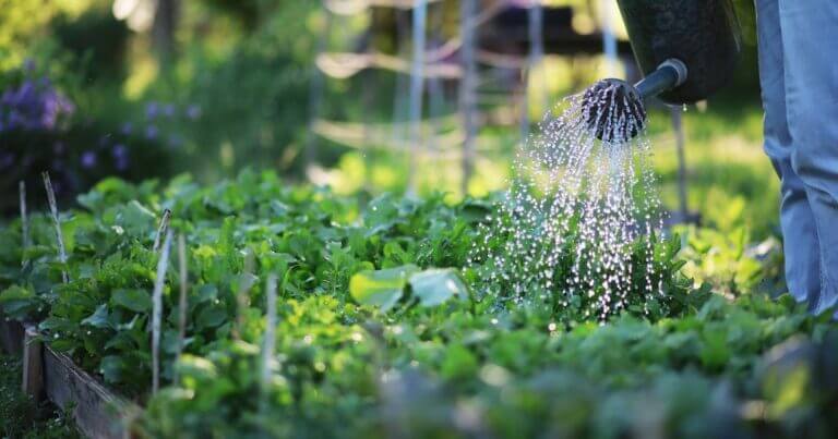 Effective Watering Strategies for Northern Gardeners
