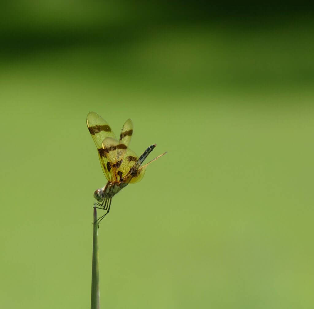 dragonfly on a leaf stalk