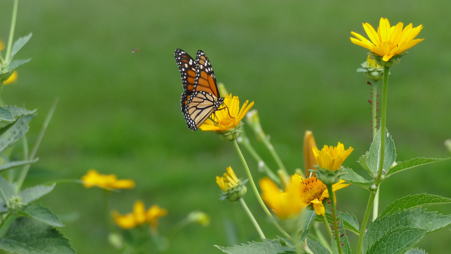 monarch butterfly on sunflower