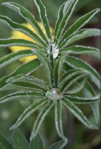 water on lupine leaf