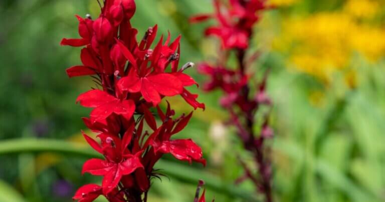 cardinal flower