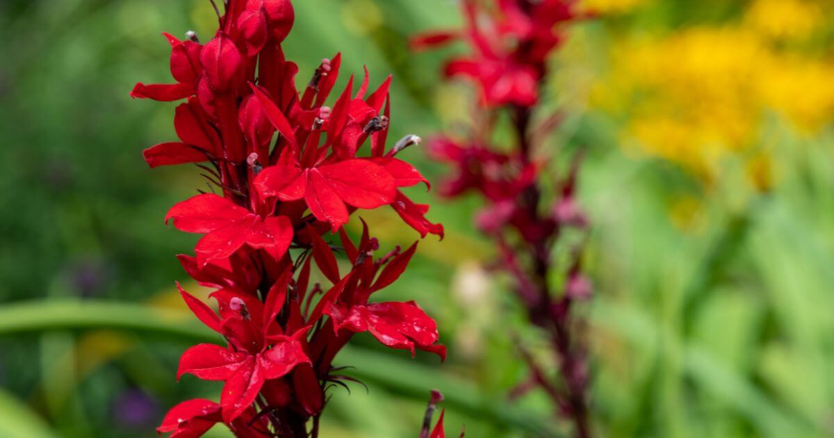 cardinal flower