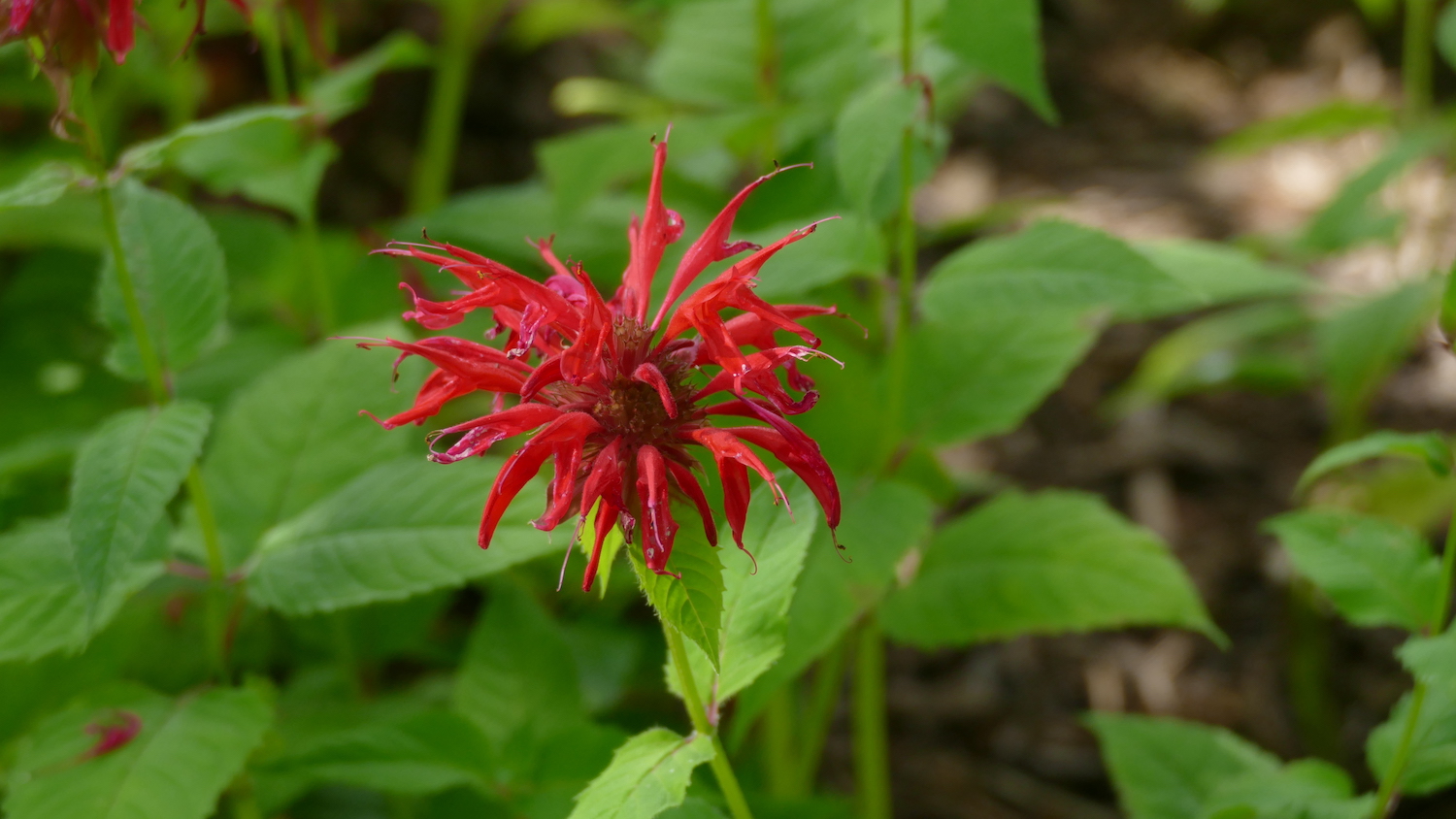 red bloom on beebalm plant