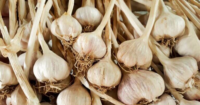 growing garlic