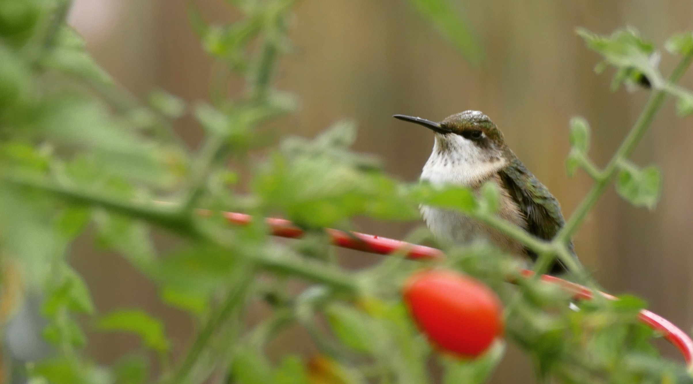 female ruby throated hummingbird at rest