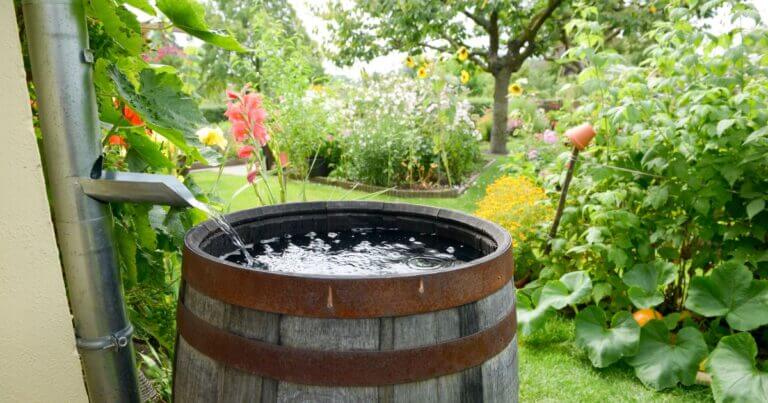 Rain Barrel Basics: Why, How to Set One Up, and Winterizing