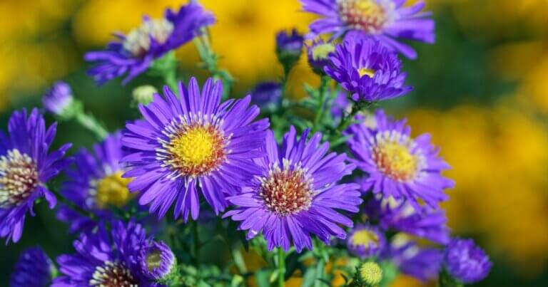 aster