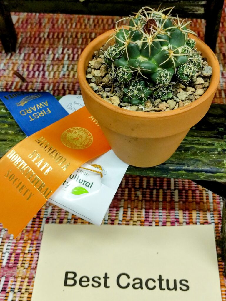 winning cactus