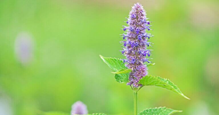 Plant Profile: Anise Hyssop