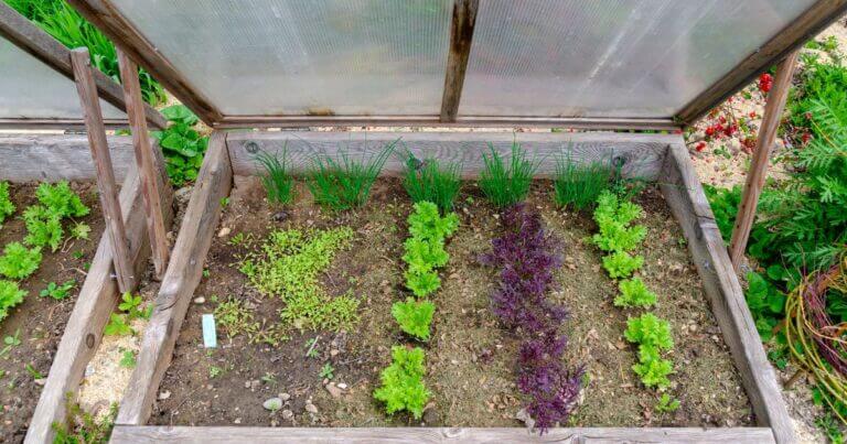 What is a Cold Frame?