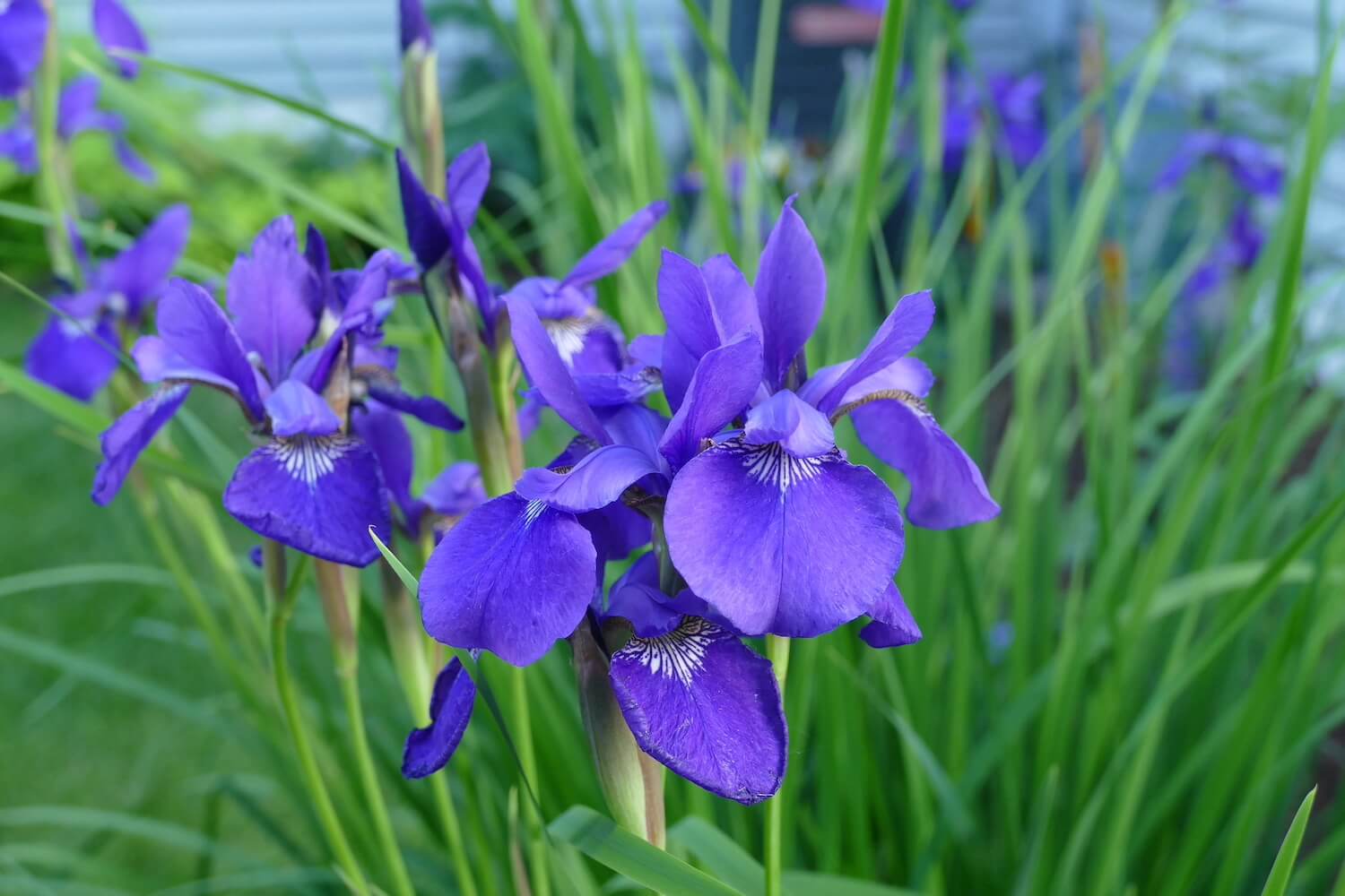 Iris bloom purple