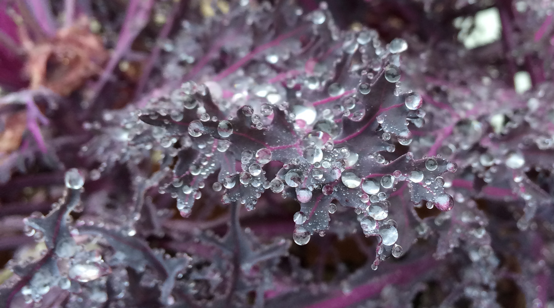 kale with frost