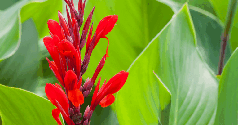 Canna lily