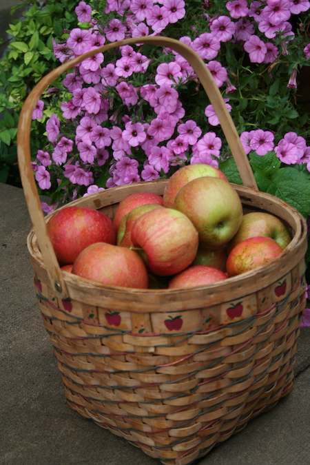 haralson apples