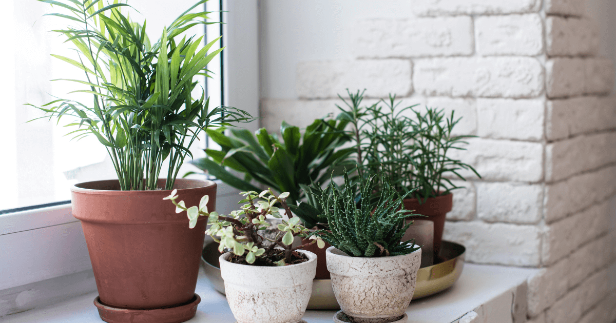 Moving houseplants indoors