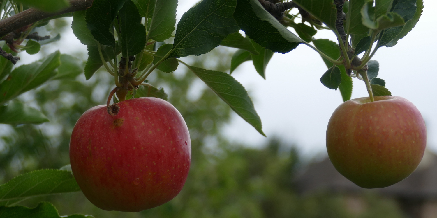two red apples on tree