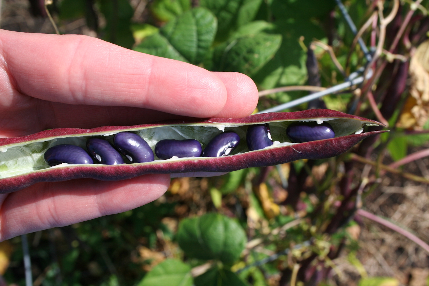 purple beans dried in pod