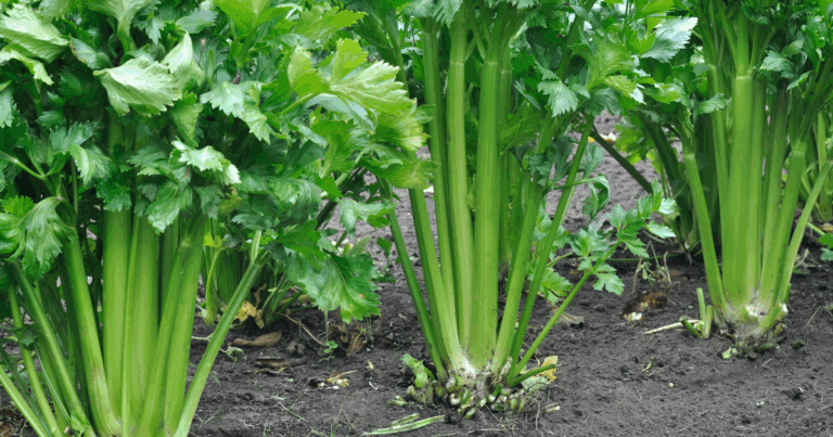 Growing celery