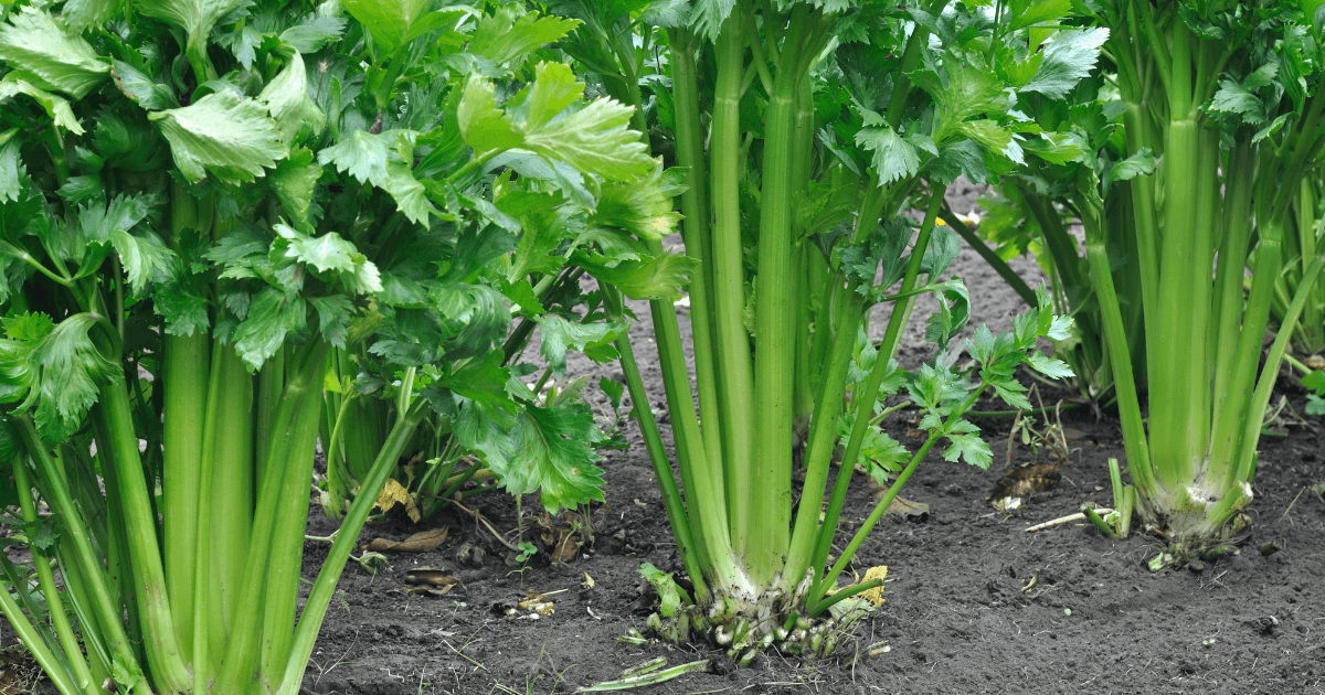 Growing celery