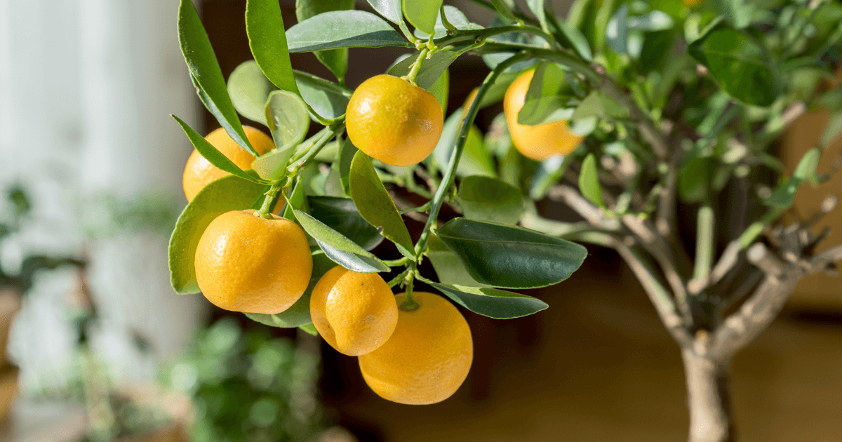 Indoor citrus trees
