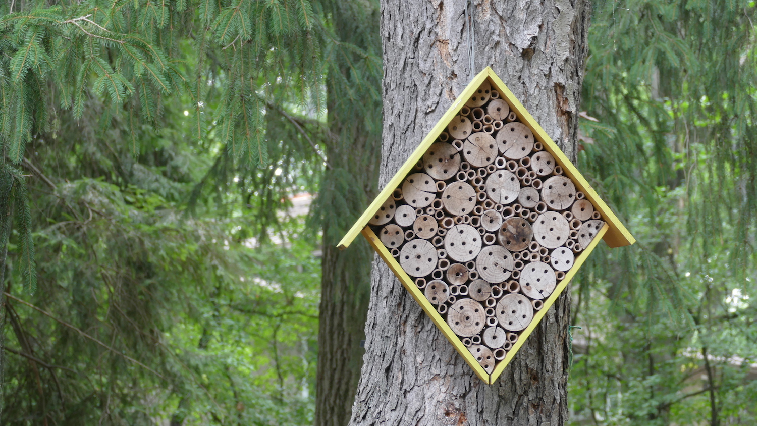bee house hanging on tree