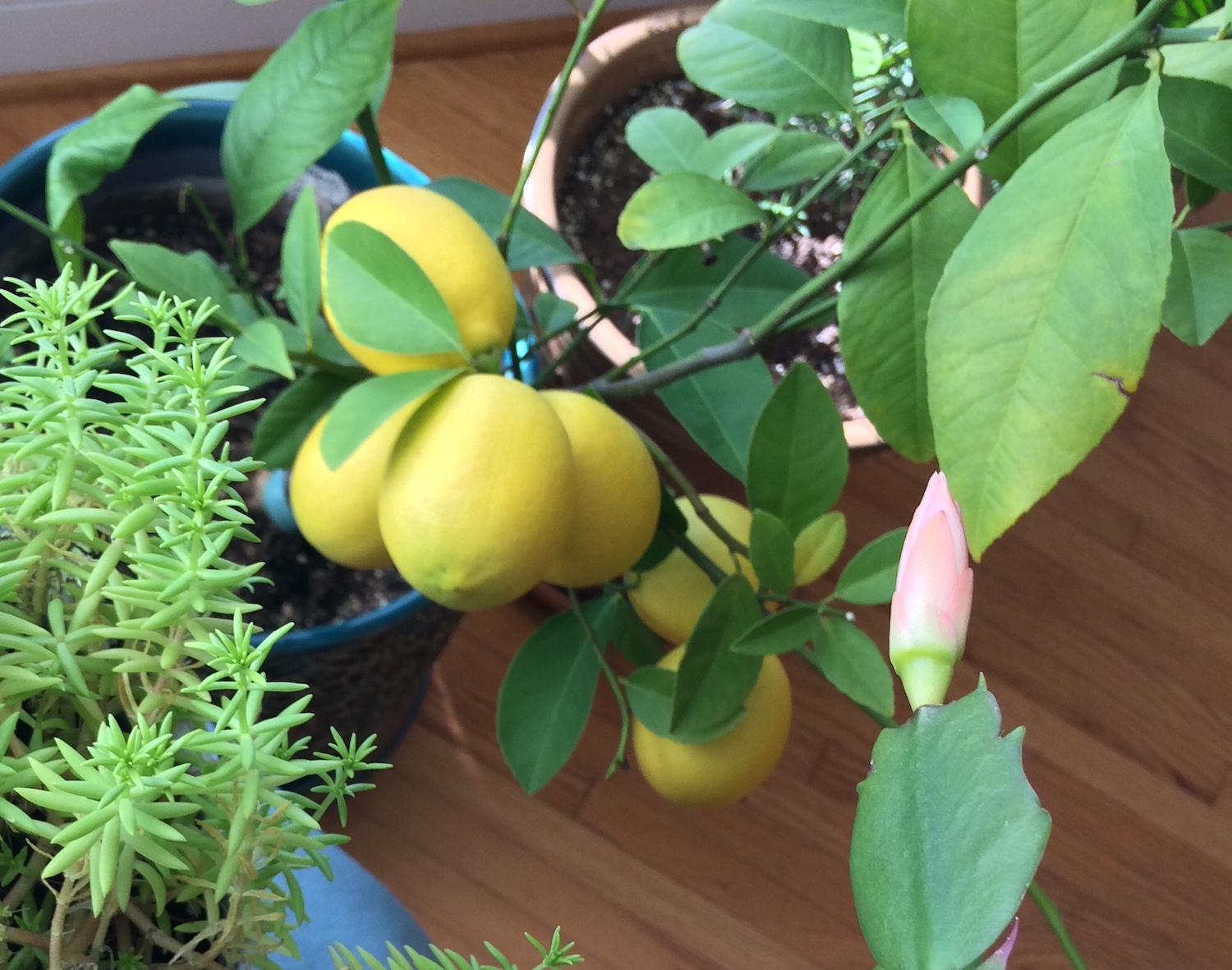 lemons on indoor lemon tree