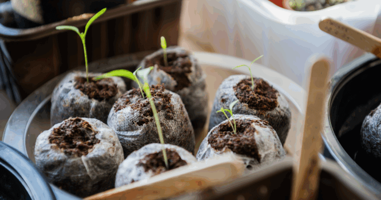 Indoor seed starting