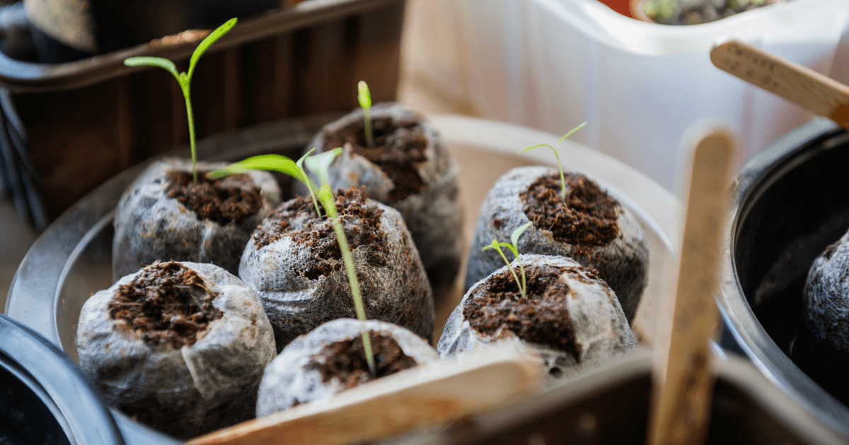 Indoor seed starting