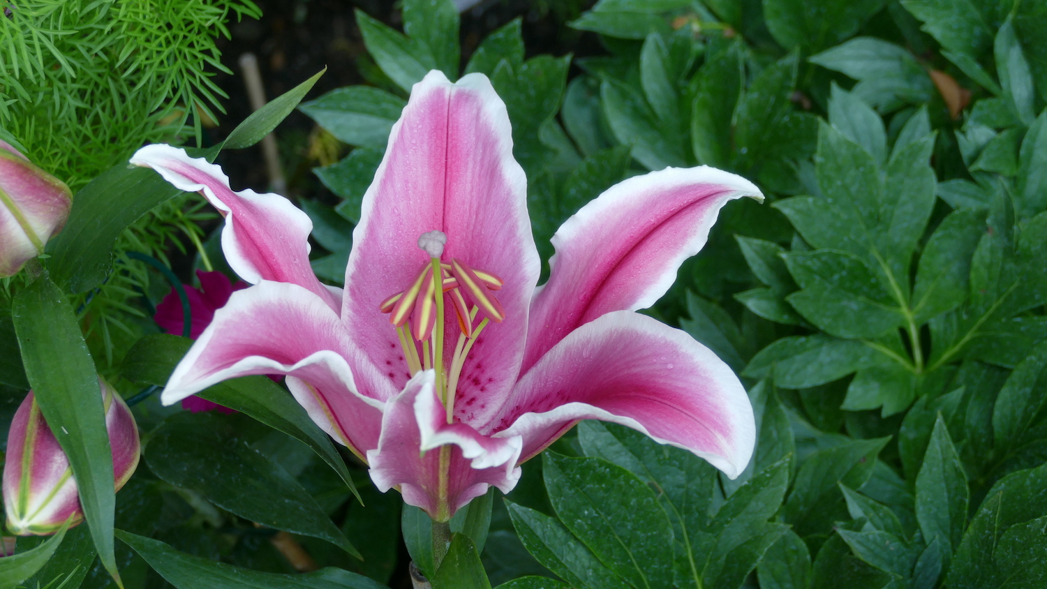 pink hachi lily bloom