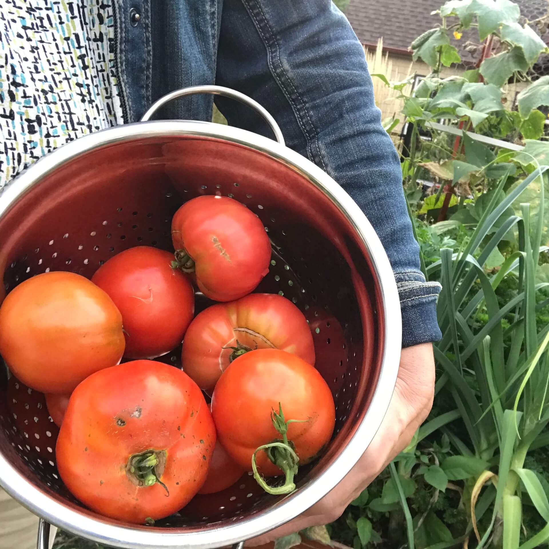 woman holding tomatoes in collander