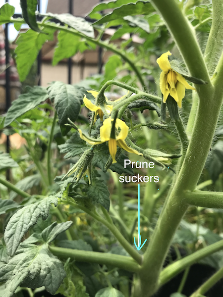 tomato leaves needing pruning with instruction